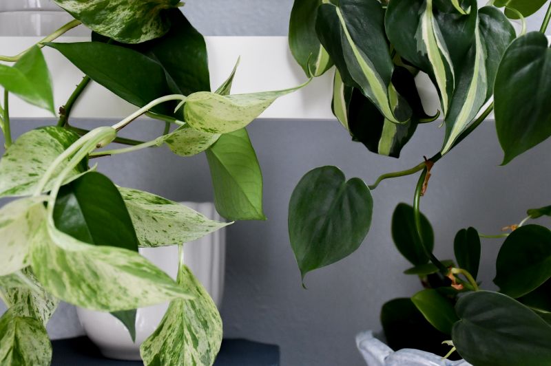 Photo of pathos plant and others in white pots.
